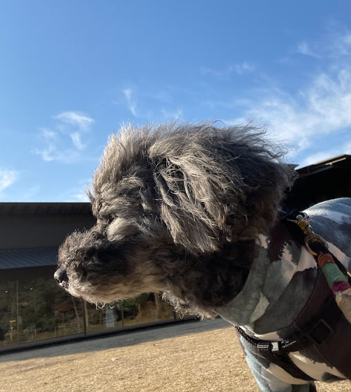 空とクロアくん